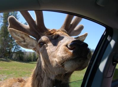 Ottawa -   Mont-Tremblant (180 km)