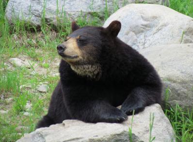 Ottawa - Mont-Tremblant (155 km)