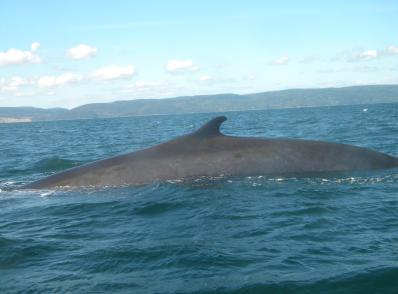 Tadoussac - Baie-Saint-Paul (130 km)