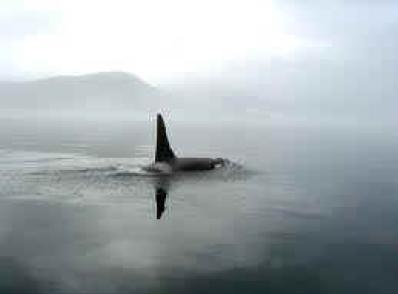 Victoria / île de Vancouver – Tofino (280 km)