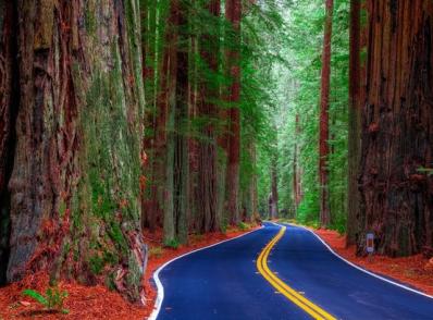 Eureka / Arcata - Ave of the Giants - Mendocino, CA (230 km)