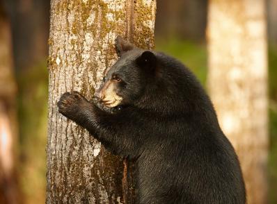 Ottawa - Mont-Tremblant (180 km)