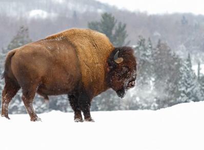 Lamar Valley (les loups de Yellowstone)