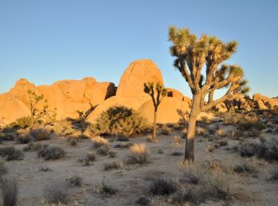 Palm Springs - Joshua Tree Nat'l Park - Rte 66 - Kingman, AZ (435 km)