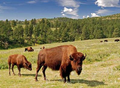 Custer & Black Hills, SD
