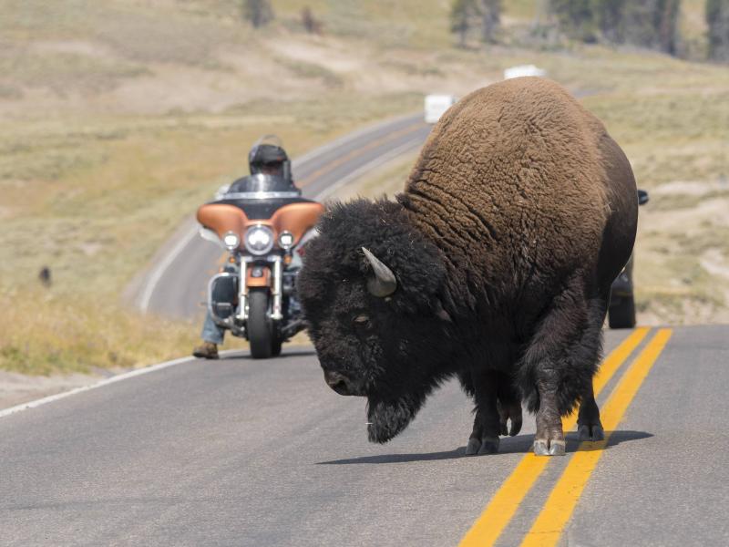 Rocky Mountains & Yellowstone