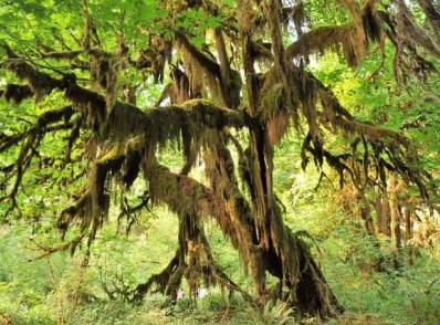 Olympic NP Nord - Hoh Rain Forest - Lake Quinault, WA (260 km)