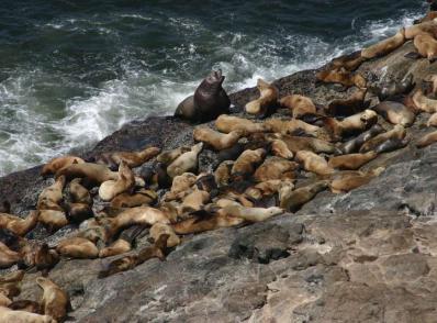 Yachats - Florence - Crater Lake Nat'l Park, OR (350 km)