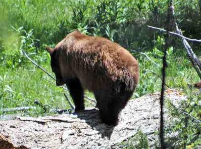 Yellowstone Nat'l Park