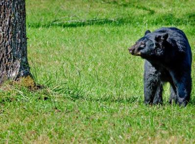 Great Smoky Mountain National Park, TN