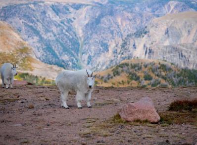 Cody - Beartooth Hwy - Yellowstone - Gardiner, MT (295 km)