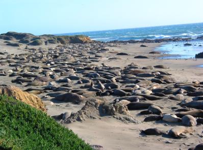 Paso Robles - Pacific Coast Hwy / Big Sur - Monterey, CA (235 km)