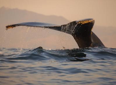 Monterey - Santa Cruz - San Francisco, CA (200 km)