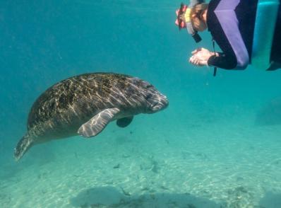 Cedar Key - Crystal River - Baie de Tampa (235 km)