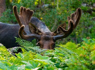 Grand Teton Nat'l Park, WY