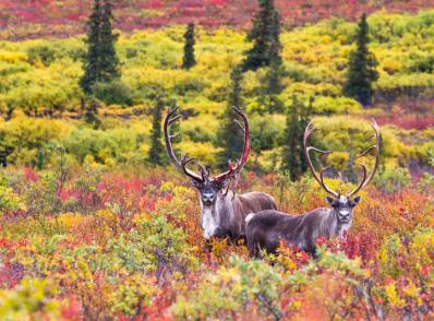 Talkeetna - Denali National Park (245 km)