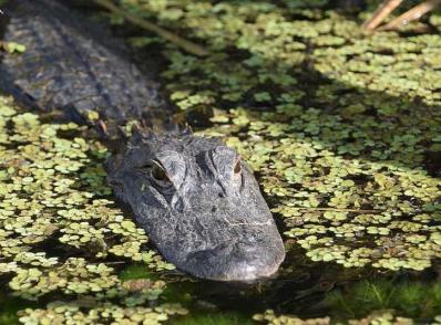 Everglades National Park (partie ouest)