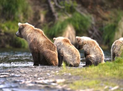 Départ d'Anchorage (ou extension de séjour pour observer les grizzlis)
