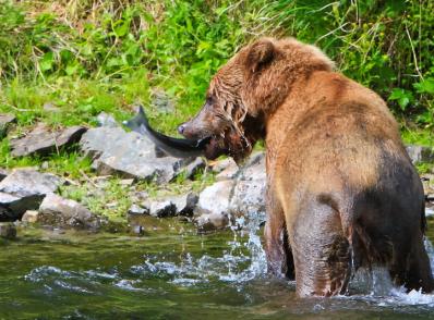 Départ d'Anchorage (ou extension de séjour pour observer les grizzlis)