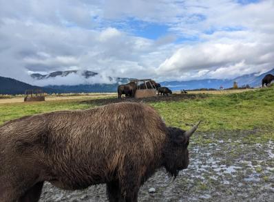 Wrangell-St Elias NP - Chitina - Wasilla (345 km)