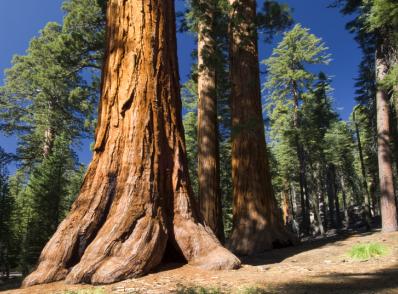 Yosemite Nat'l Park - Paso Robles, CA (335 km)