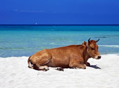 Calvi - Saint-Florent (130 km)