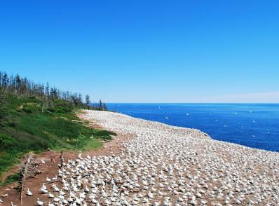 Percé