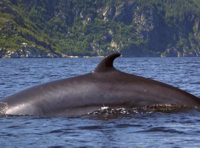 Tadoussac - Ste-Rose-du-Nord (90 km)
