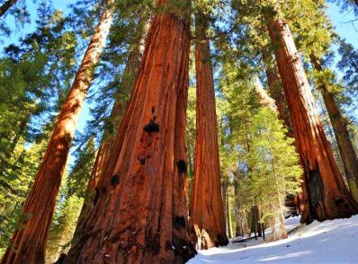 Bakersfield - Sequoia National Park - Modesto, CA (505 km)