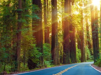 Fort Bragg - Avenue of the Giants - Fortuna, CA (285 km)