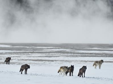Lamar Valley (les loups de Yellowstone)