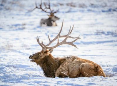 Grand Teton Nat'l Park & Nat'l Elk Refuge