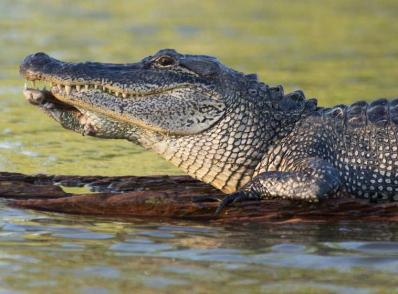 Lafayette - New Orleans, LA (300 km)